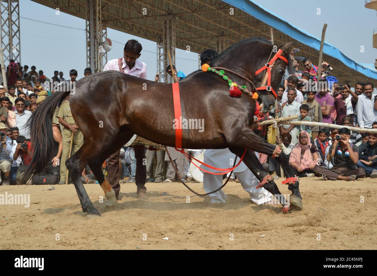 Ballo dei cavalli, fiera dei cammelli di Pushkar, India Foto Stock