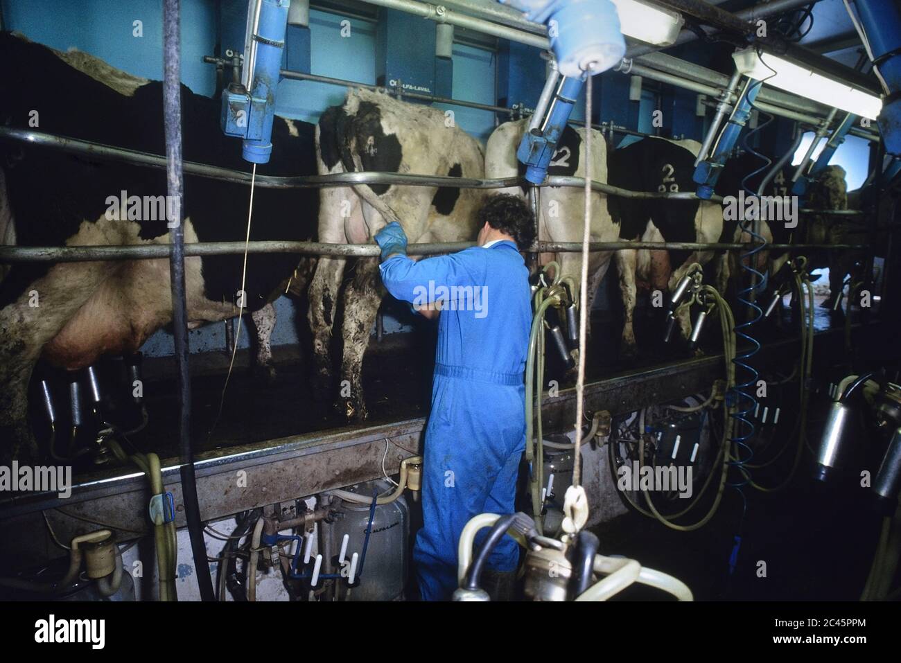 Farmer Bryan Pass che lavora presso il Longdown Diary Farm munging Parlor, Ashurst, Hampshire, Inghilterra, Regno Unito. anni '90 Foto Stock Farmer Bryan Pass che lavora presso il Longdown Diary Farm munging Parlor, Ashurst, Hampshire, Inghilterra, Regno Unito. anni '90 Foto Stock