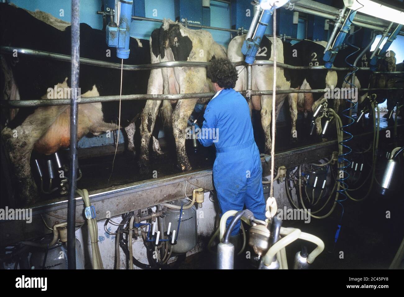 Farmer Bryan Pass che lavora presso il Longdown Diary Farm munging Parlor, Ashurst, Hampshire, Inghilterra, Regno Unito. anni '90 Foto Stock Farmer Bryan Pass che lavora presso il Longdown Diary Farm munging Parlor, Ashurst, Hampshire, Inghilterra, Regno Unito. anni '90 Foto Stock