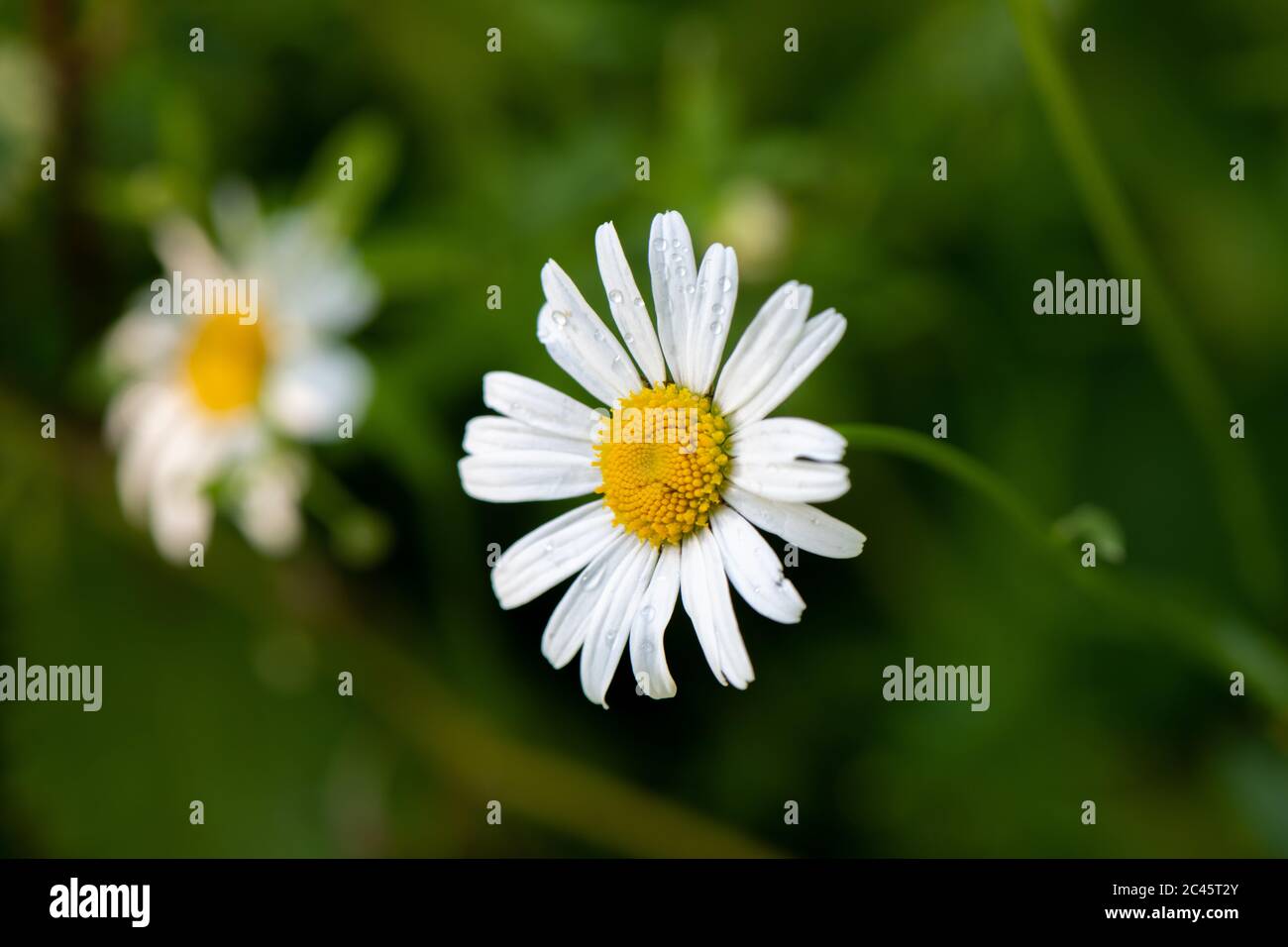 Macro shot di Leucanthemum vulgare, comunemente noto come il bue-eye daisy, osseye daisy, cane daisy e altri nomi comuni. Foto Stock