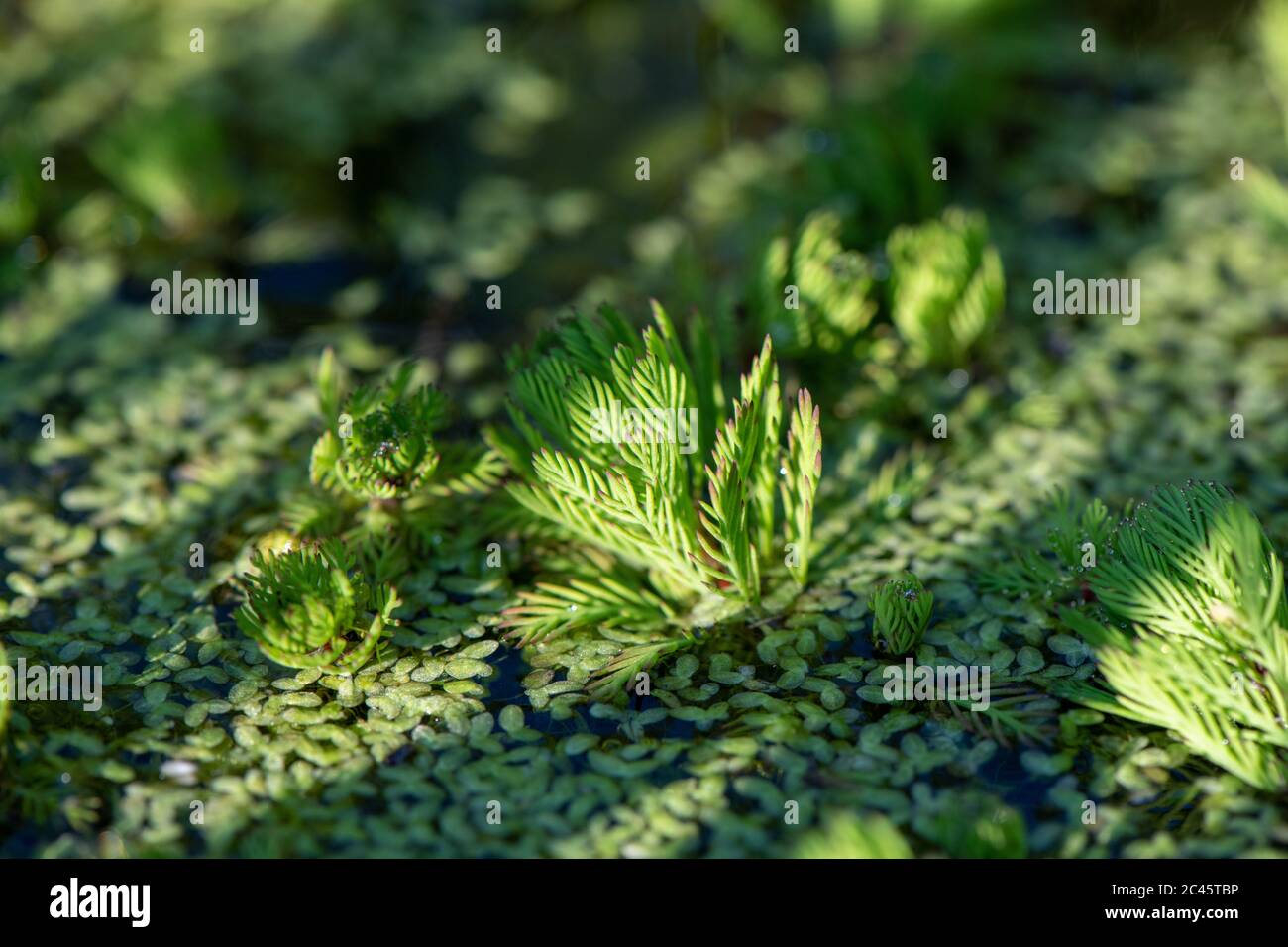 Myriophyllum Pappagalli rossi Feather in un giardino stagno in un giardino britannico Foto Stock