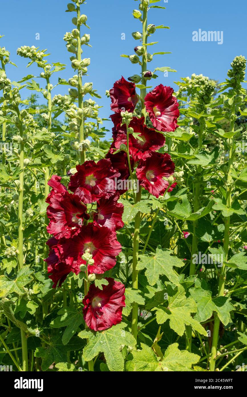 Fiori di hollyhock rosso scuro (Alcea), fiori di Hollyhocks colorati che fioriscono durante giugno, Regno Unito Foto Stock