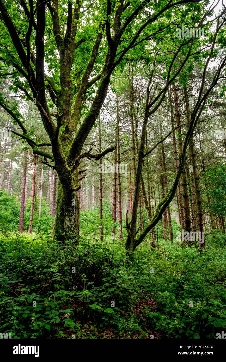 Woodland scene, Blidworth Woods, Nottingham, Inghilterra, Regno Unito Foto Stock