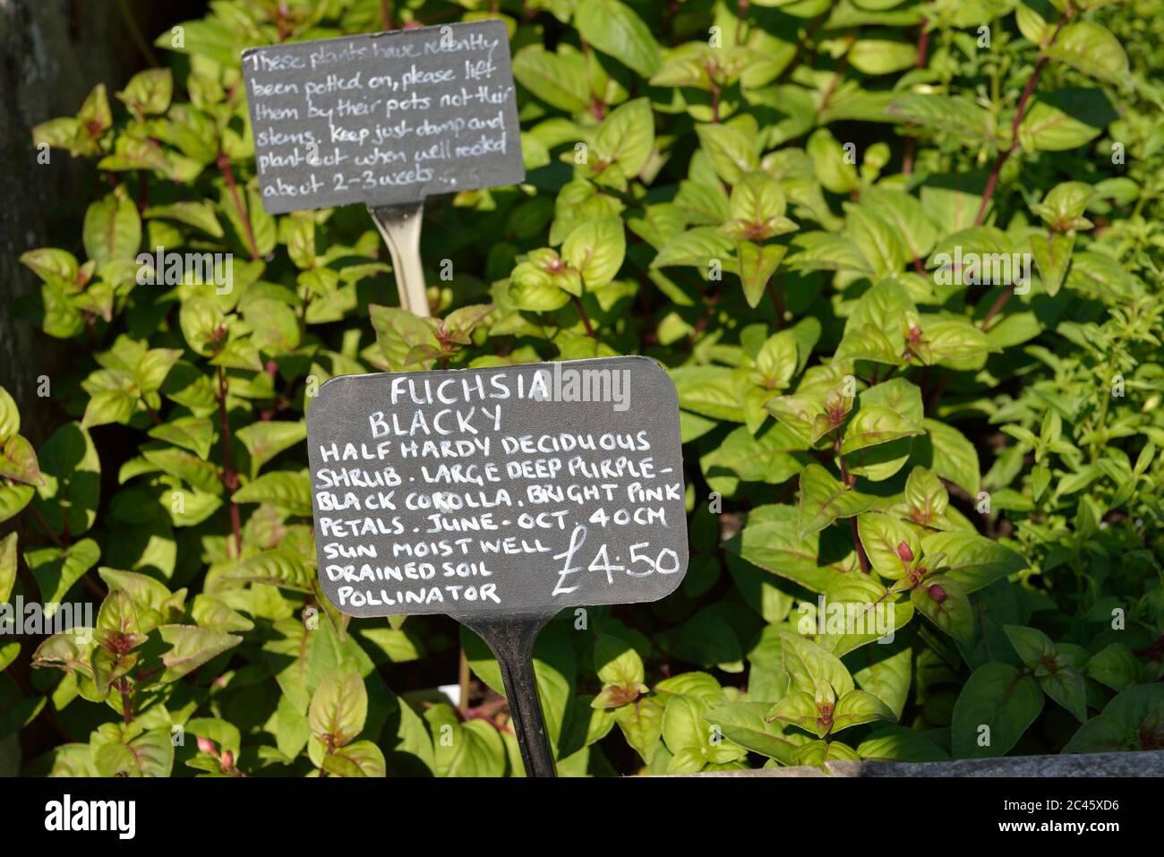 Fuchsia Blacky piante in vendita nel vivaio a Great Dixter House & Gardens, Northiam, East Sussex, Inghilterra, UK Foto Stock