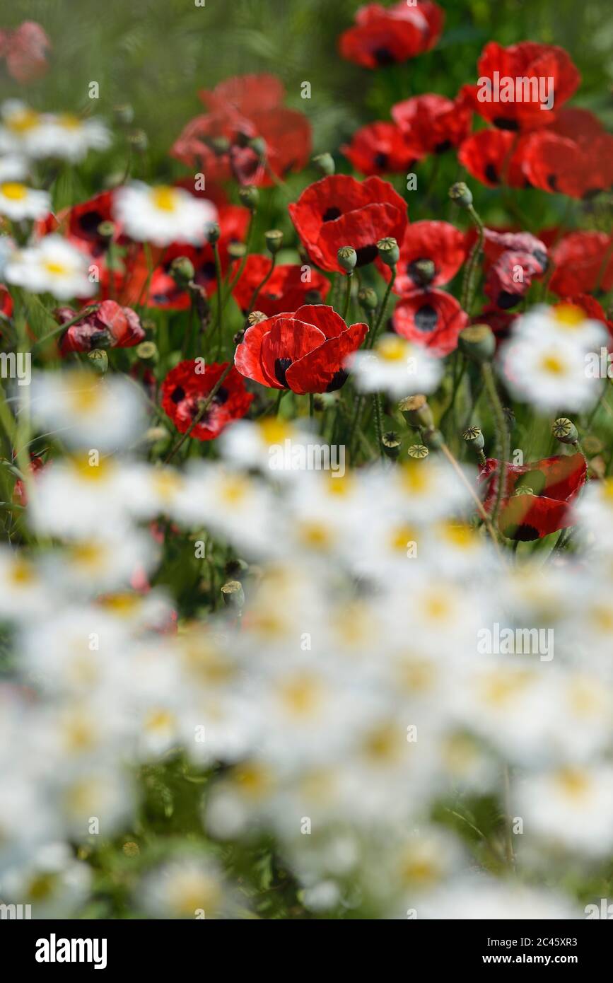 Papaveri di daisies e ladybird alla Great Dixter House & Gardens, Northiam, East Sussex, Inghilterra, Regno Unito Foto Stock