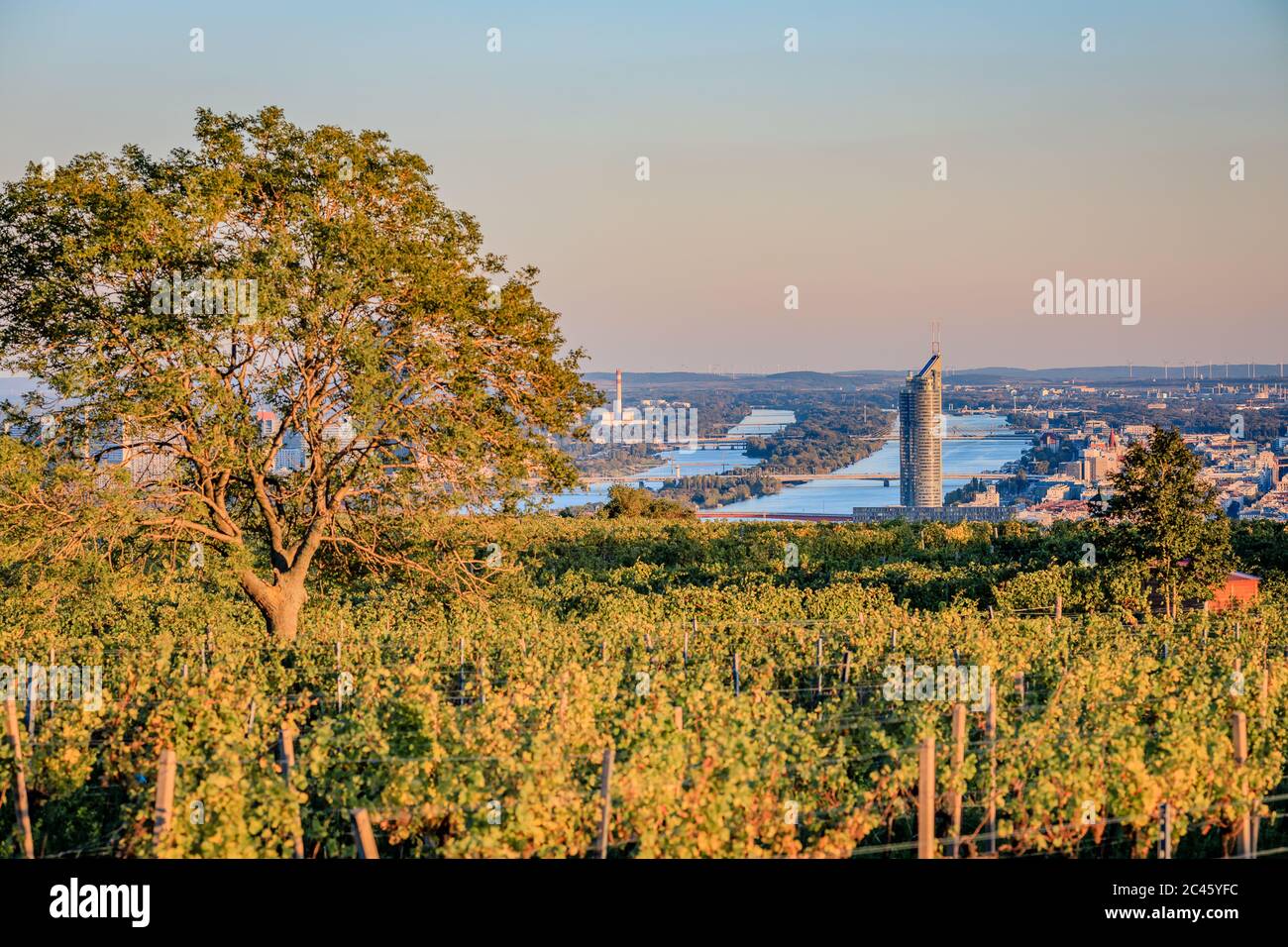 Vista sul vigneto e sul Danubio verso la Torre del Millennio a Vienna Foto Stock