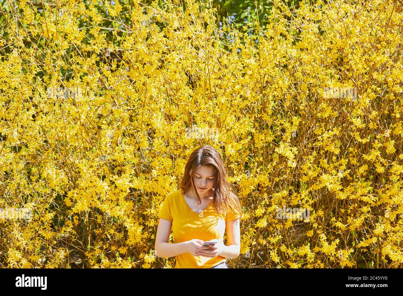 Adolescente ragazza in piedi di fronte a grande giallo Forsythia, controllando il suo telefono cellulare. Foto Stock