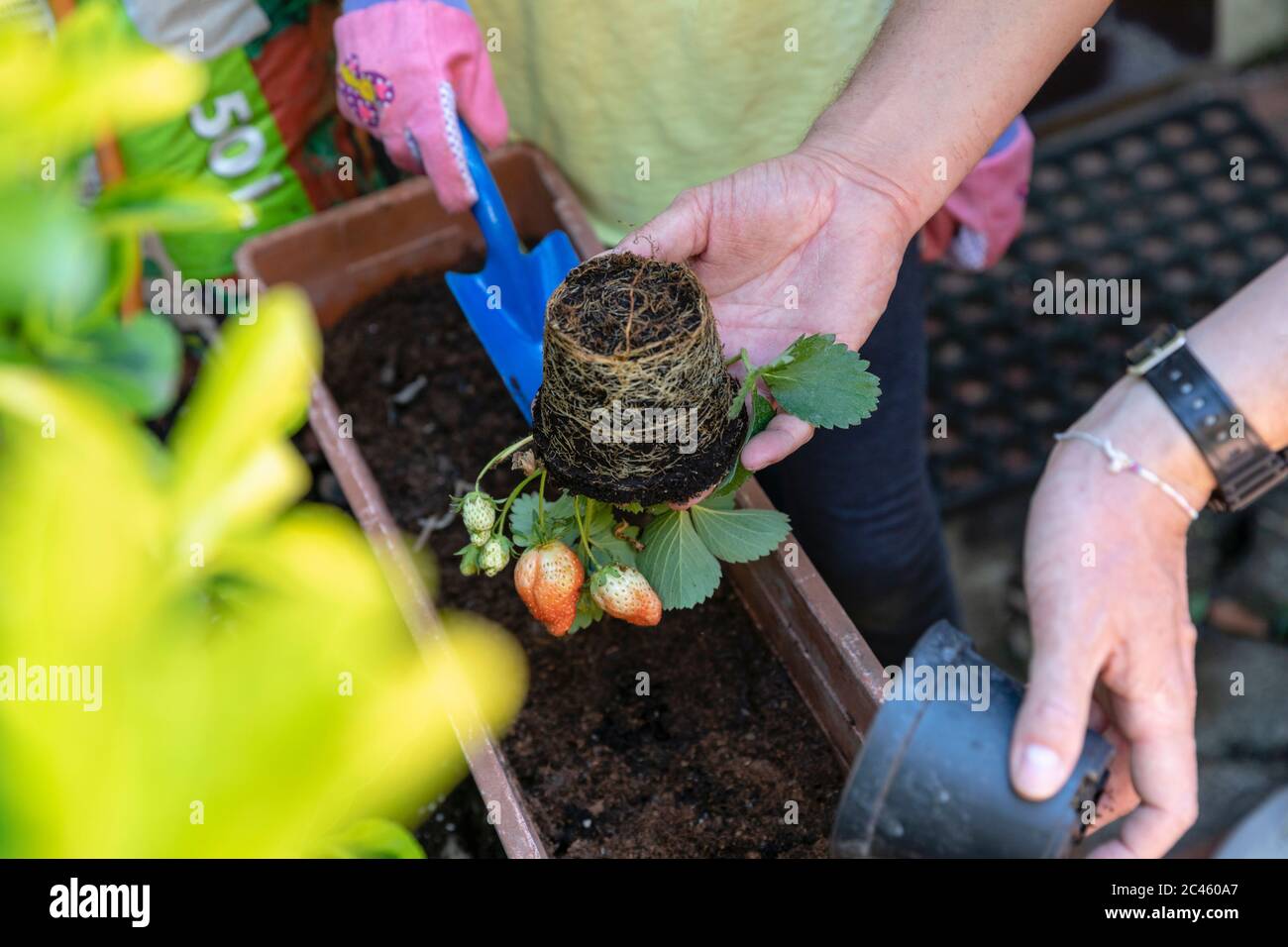 Giardinaggio di famiglia durante il blocco di Coronavirus, due persone che vasano su piante Foto Stock