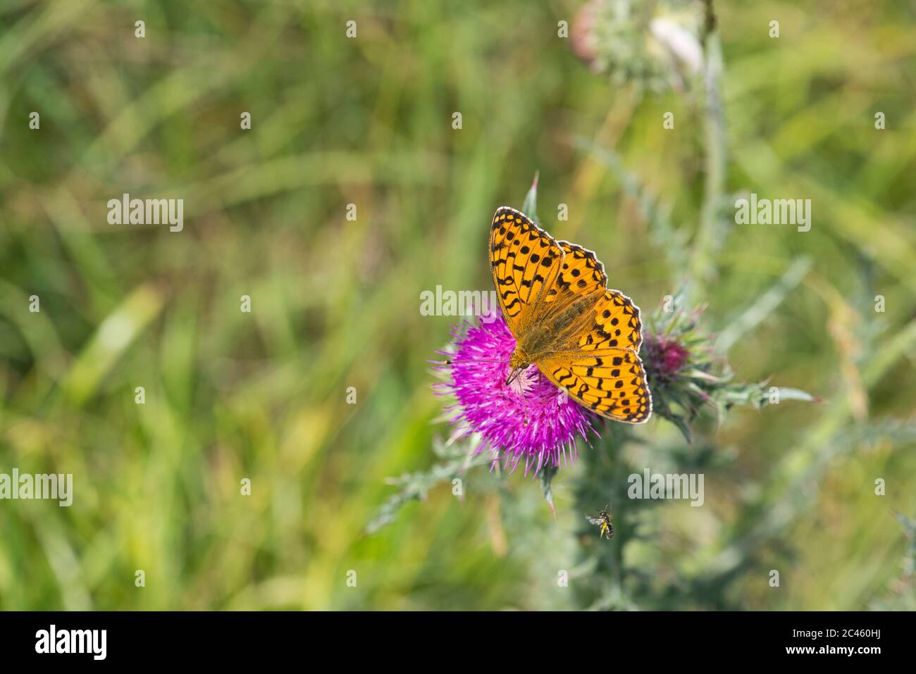 frigolaio verde scuro (Argynnis aglaja) Foto Stock