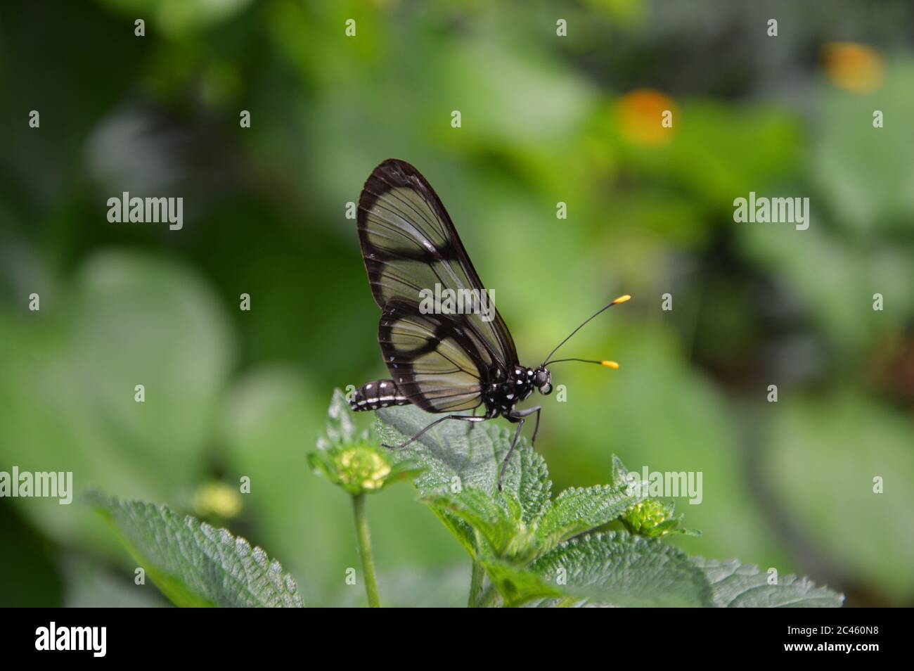 Schmetterling auf Pflanze Foto Stock