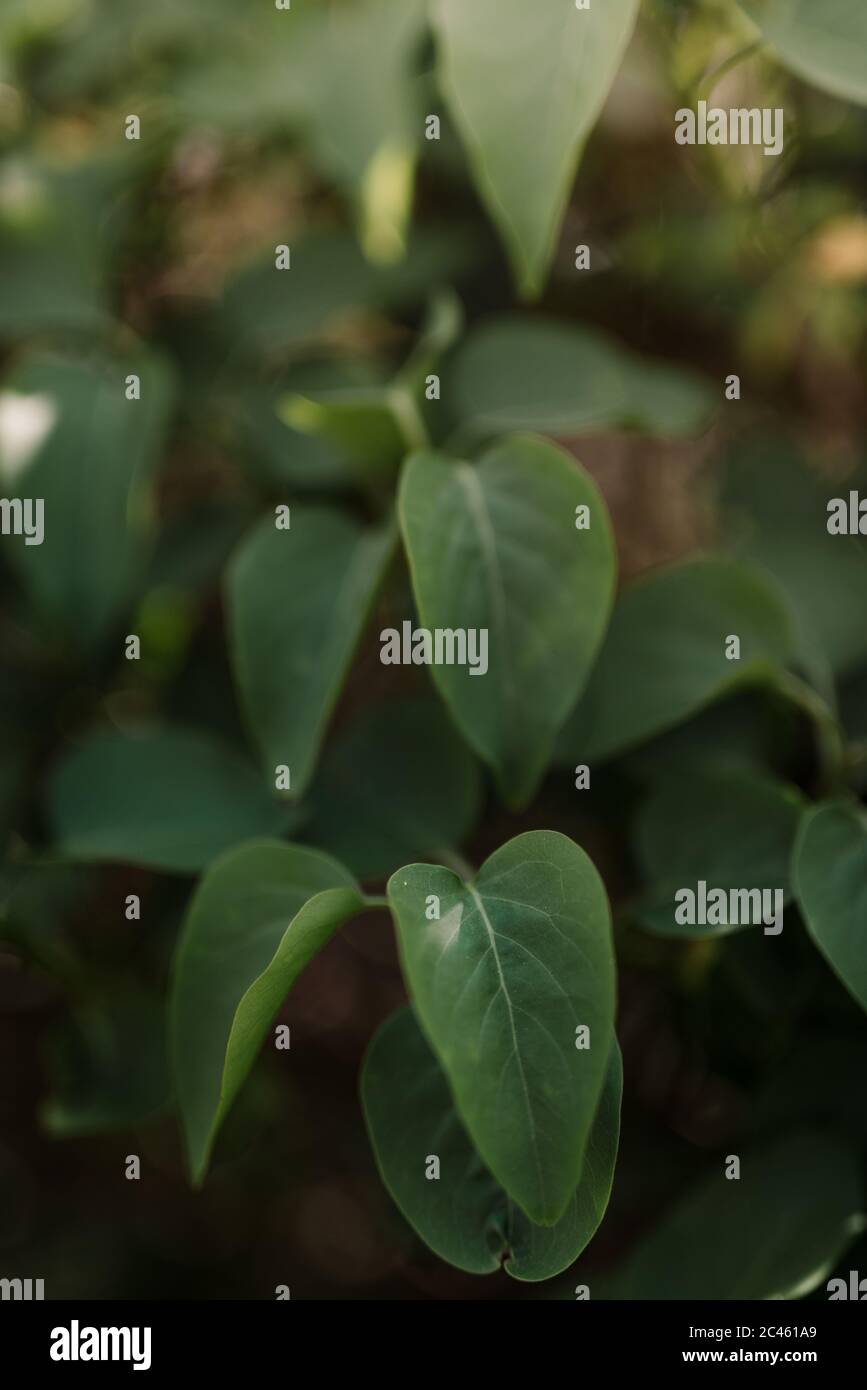 Cascading Verde scuro foglie che si dissolvenza in background Foto Stock