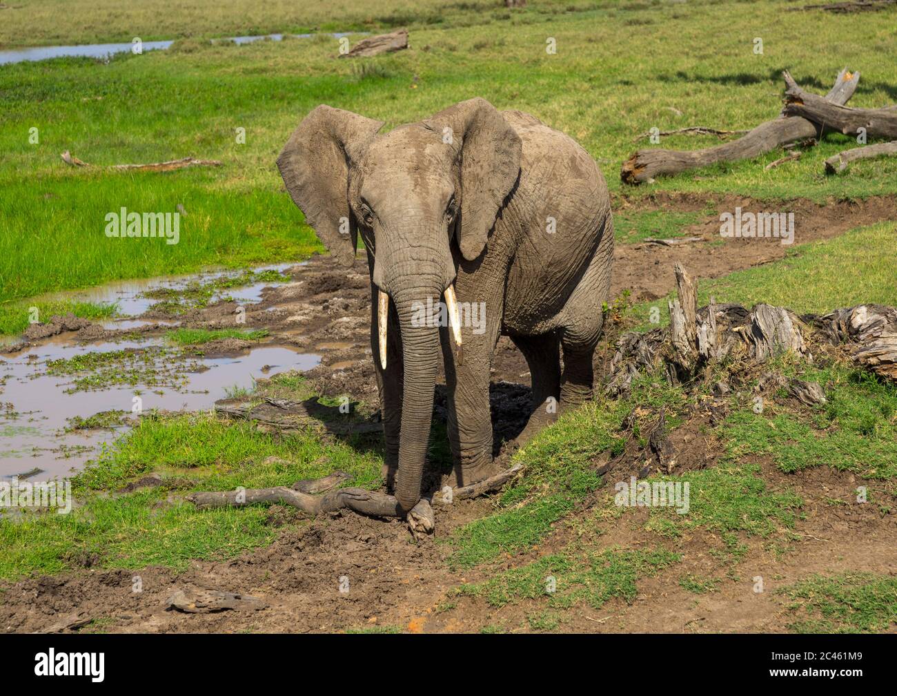 Elefante africano (loxodonta africana), contea di Laikipia, Monte keny, Kenya Foto Stock