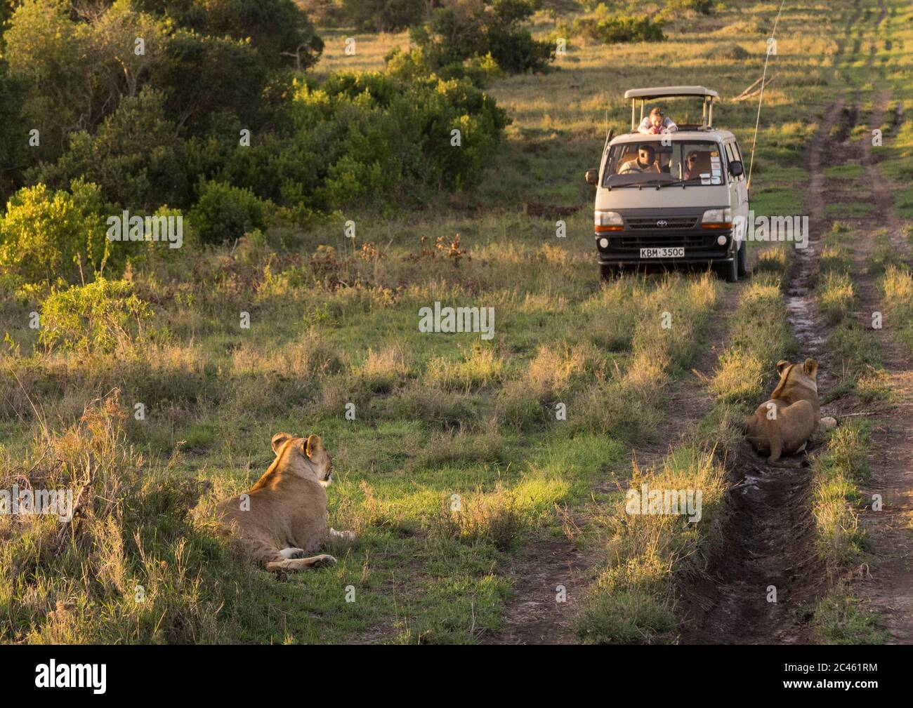 Turisti in un autobus che guarda la leonessa (panthera leo) passando nel cespuglio, la contea di Laikipia, il parco nazionale del Monte kenya, Kenya Foto Stock