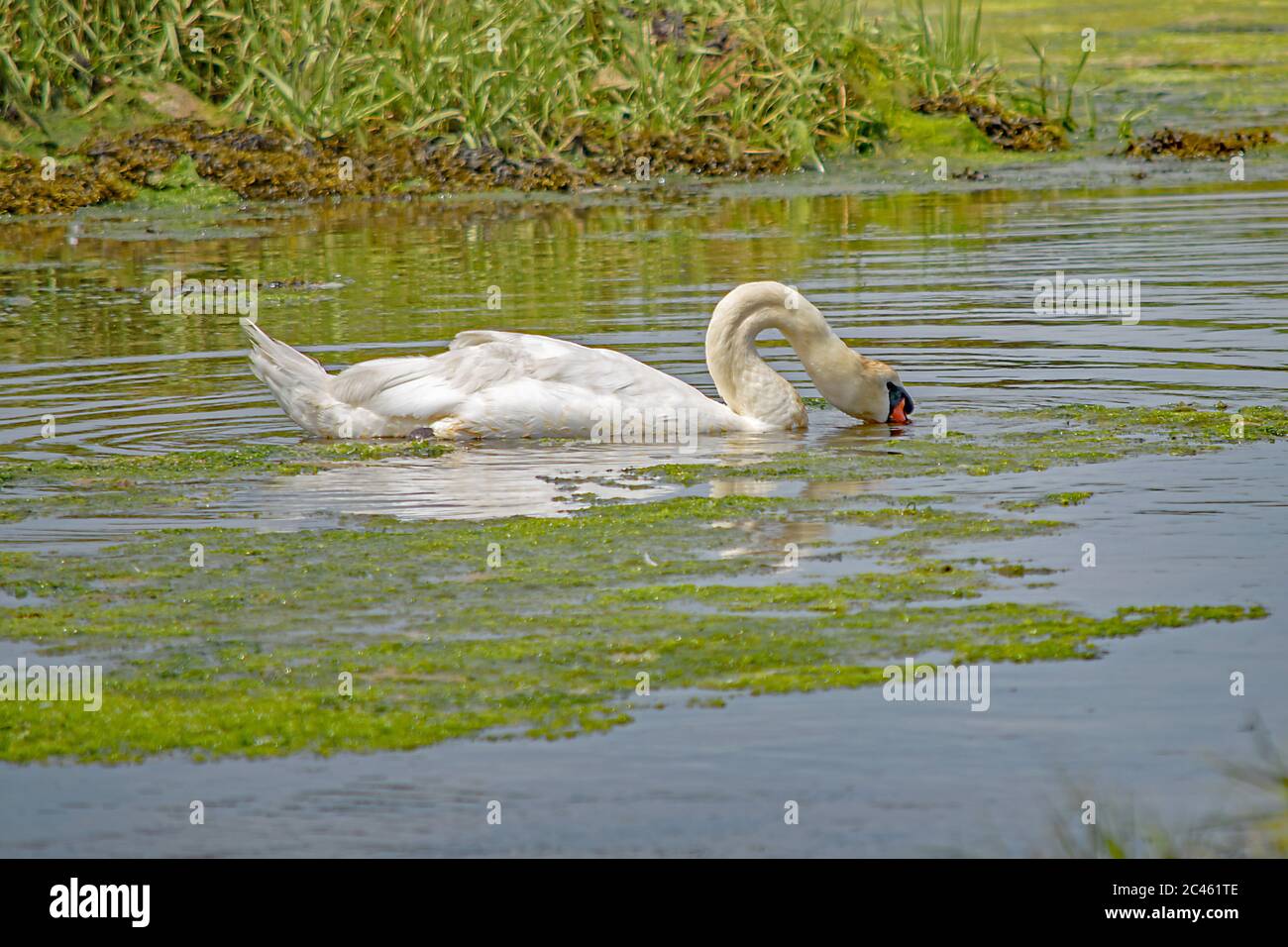 Un primo piano di un cigno che si nuote nelle belle acque di Brands Bay riflesso verde, Purbeck, Dorset Foto Stock