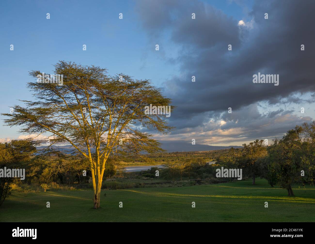 Area erbosa di fronte a mt kenya, Laikipia contea, Nanyuki, Kenya Foto Stock
