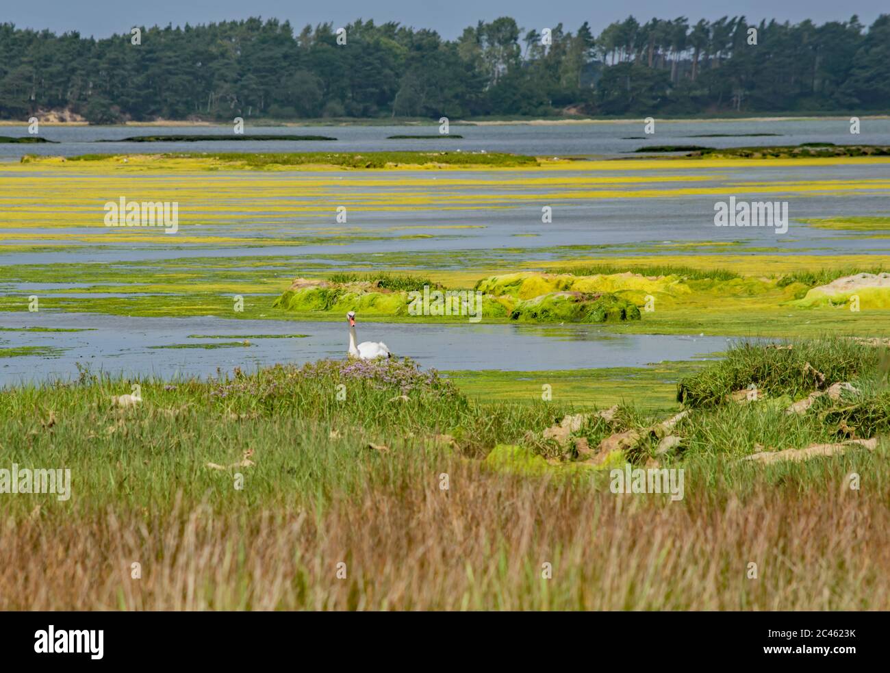 Uno Swan solista nuota pigro nelle vivaci e belle acque di Purbeck a Brands Bay, Dorset Foto Stock