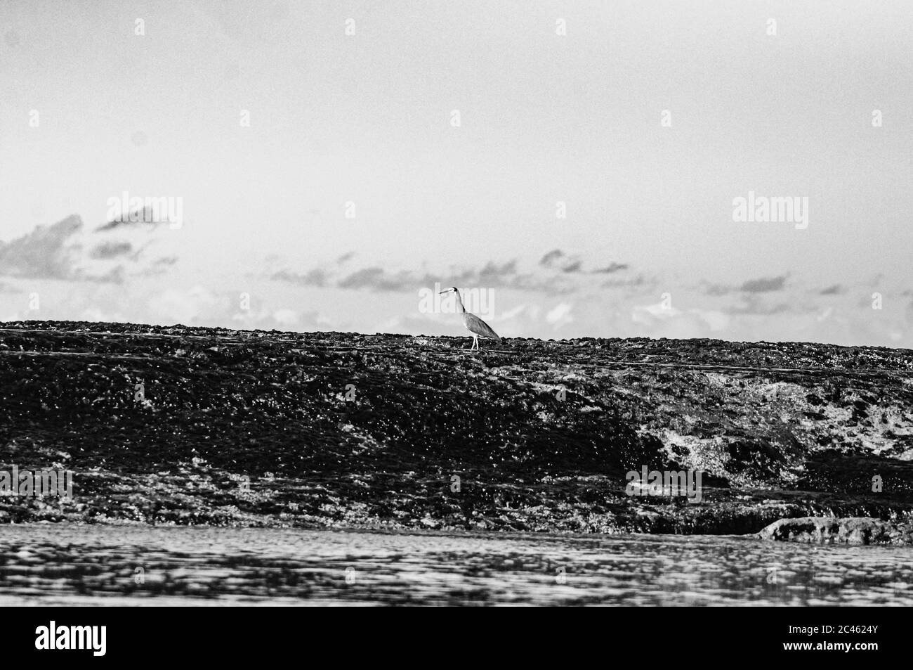 Immagine in scala di grigi di una cicogna appollaiata sulle rocce il corpo del mare Foto Stock