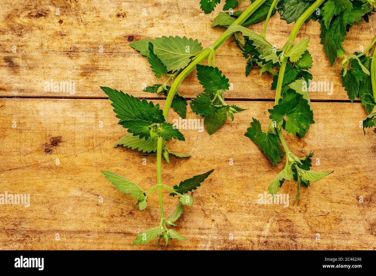 Melissa giovane e fresca, menta balsamo. Ingrediente tradizionale per cucinare. Vecchio sfondo di legno Foto Stock