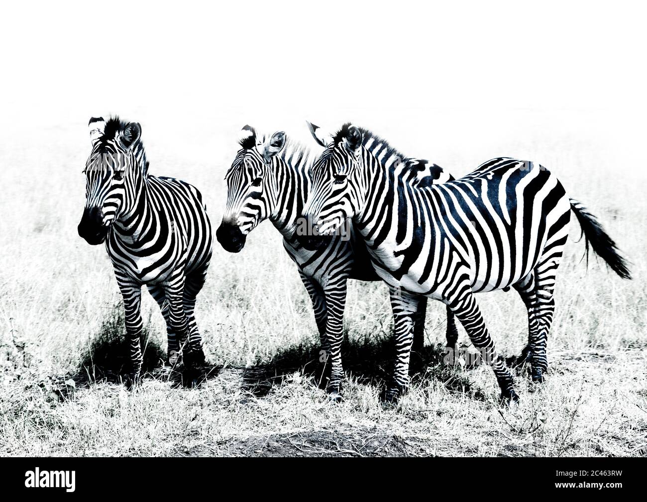 Burchells zebra (equus burchellii) mandria, provincia di Rift Valley, Amboseli, Kenya Foto Stock