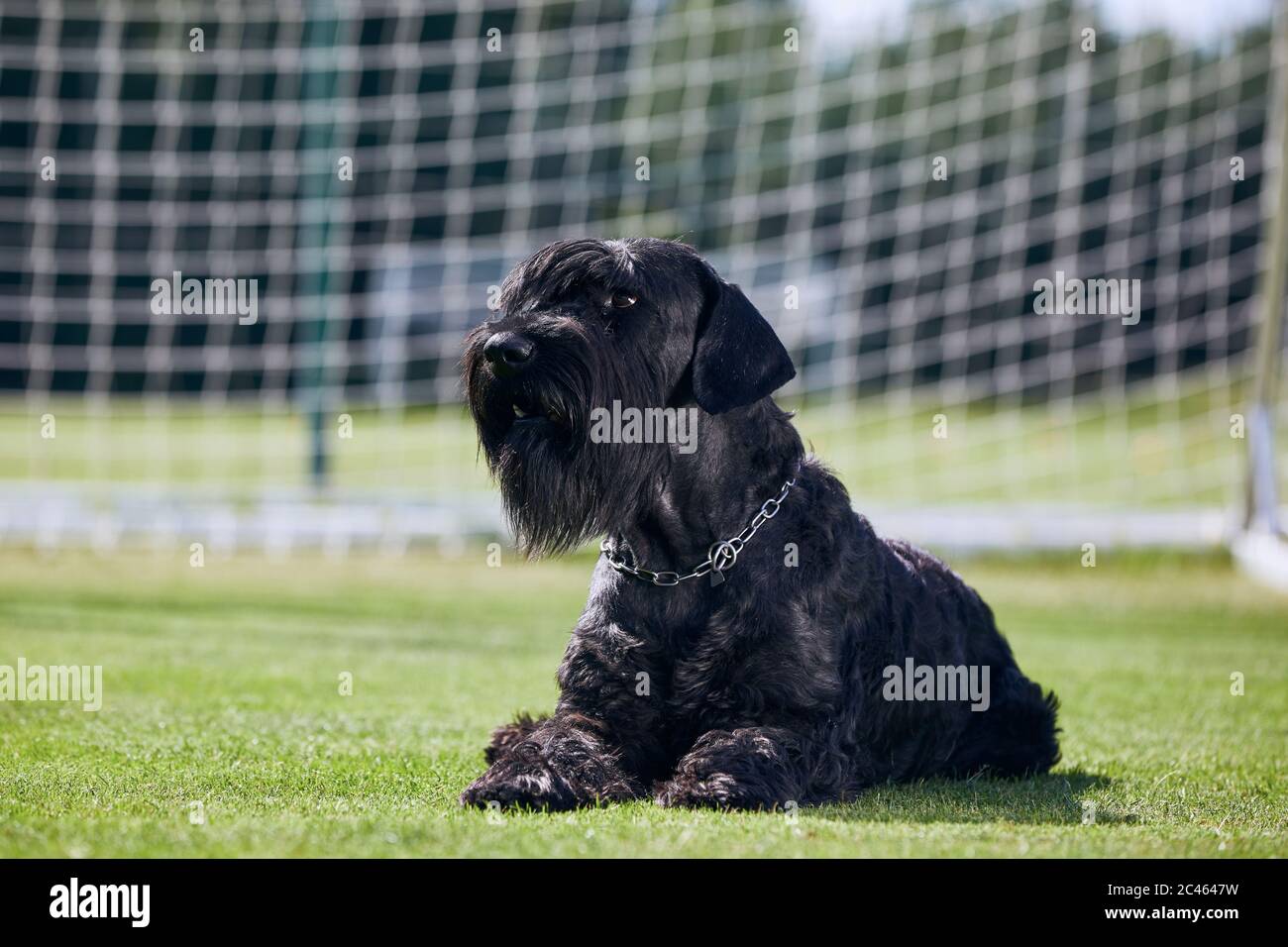 Ritratto di Gigante Schnauzer. Grande cane purebred che posa in un gol di calcio. Foto Stock