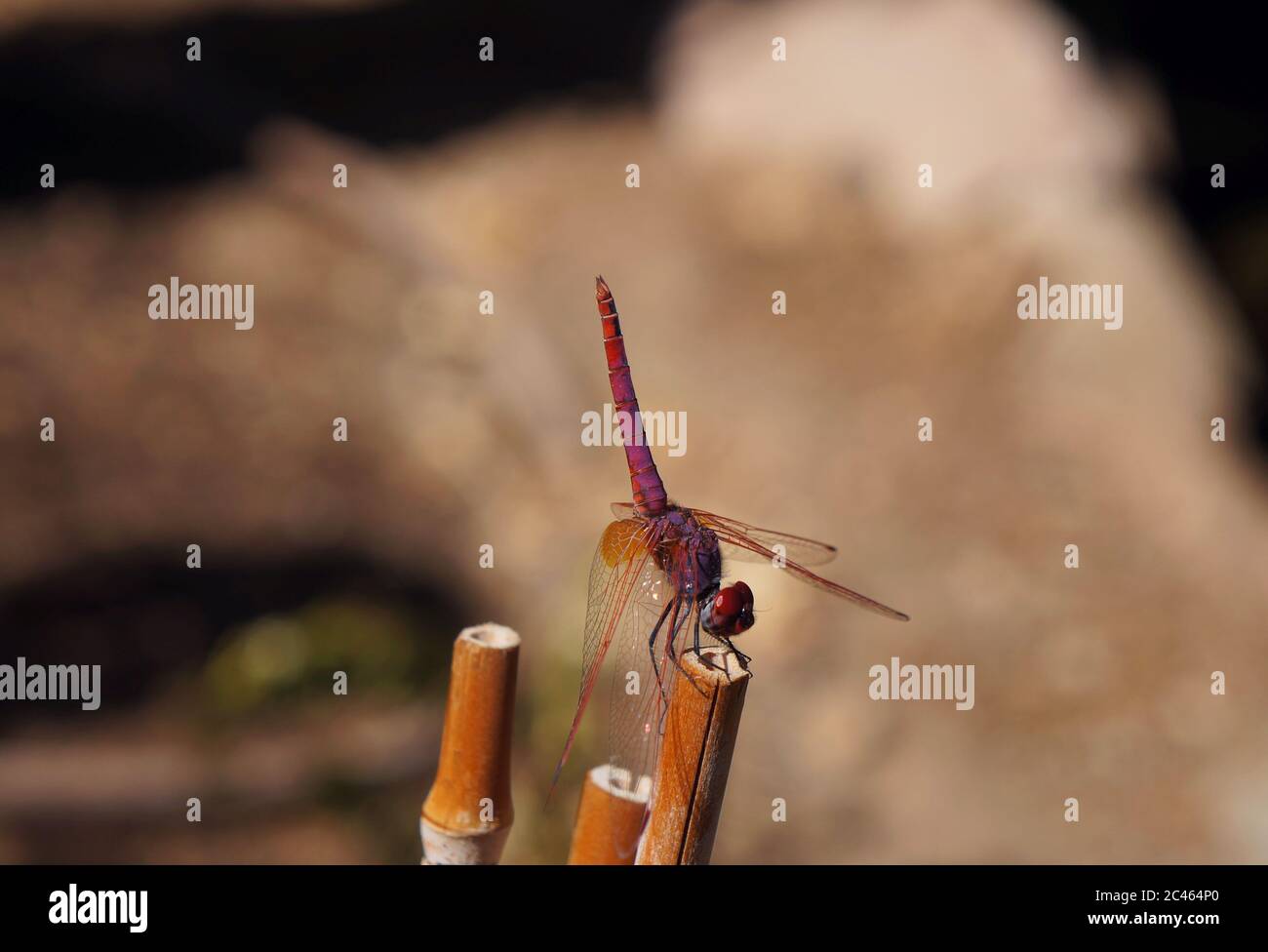 Dragonfly rosso Trithemis annullato maschio seduto sul bambù, copyspace Foto Stock