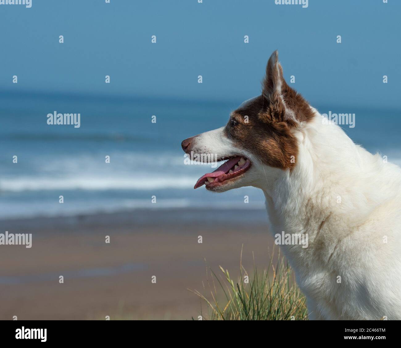 il cane collie si affaccia sulla spiaggia Foto Stock