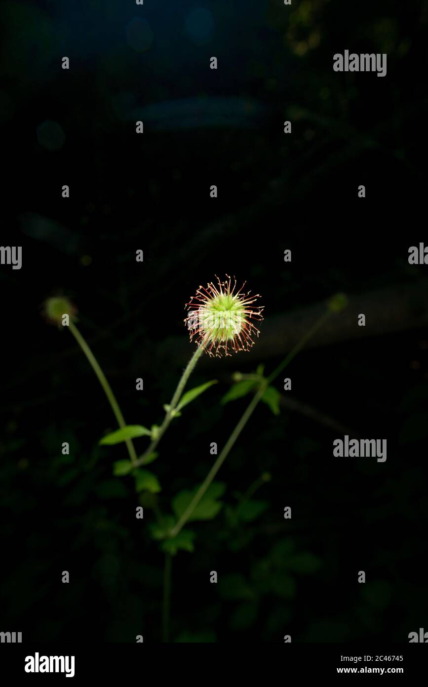 Fiorire nel buio dei boschi colpiti da un raggio di luce Foto Stock