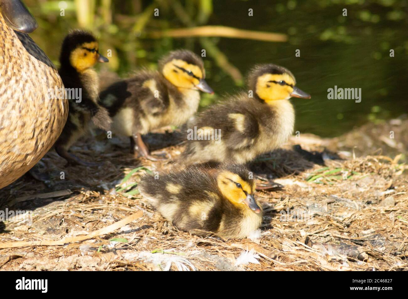 Anatroccoli di Mallard su un nido che sta per prendere in acqua, anatidi, anatidi, uccelli acquatici Foto Stock