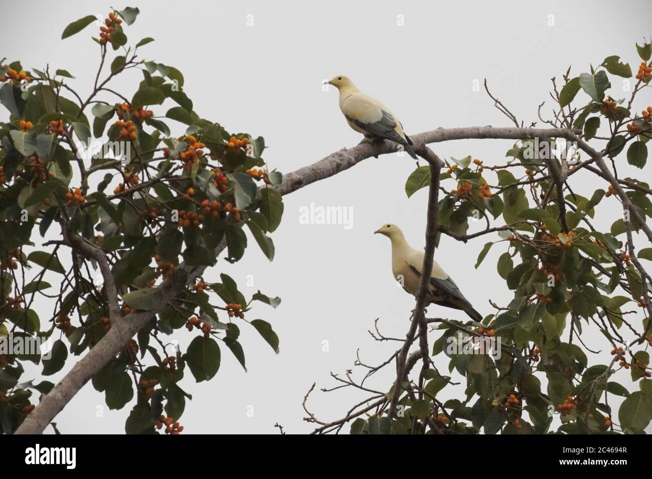 Due individui di specie non identificate di piccione che perching su un albero. Foto Stock