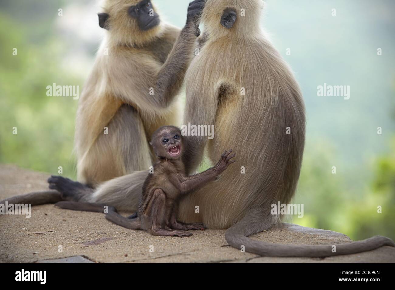 Gli anguri di Hanuman (langurs grigi, Semnopithecus) che si adornano, con un giovane reagisce alla presenza umana. Rajgir Hills, Bihar, India. Foto Stock