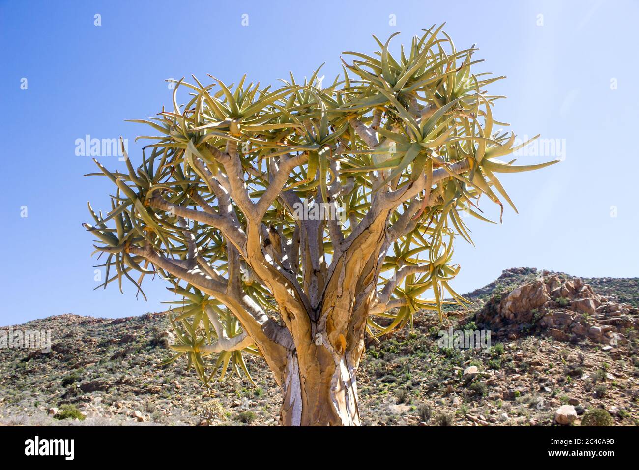 I rami di un albero di quiver, Aloidendron dichotomum, in una giornata di sole limpida nella riserva naturale di Goegap, appena fuori la città di Springbok, AF del Sud Foto Stock