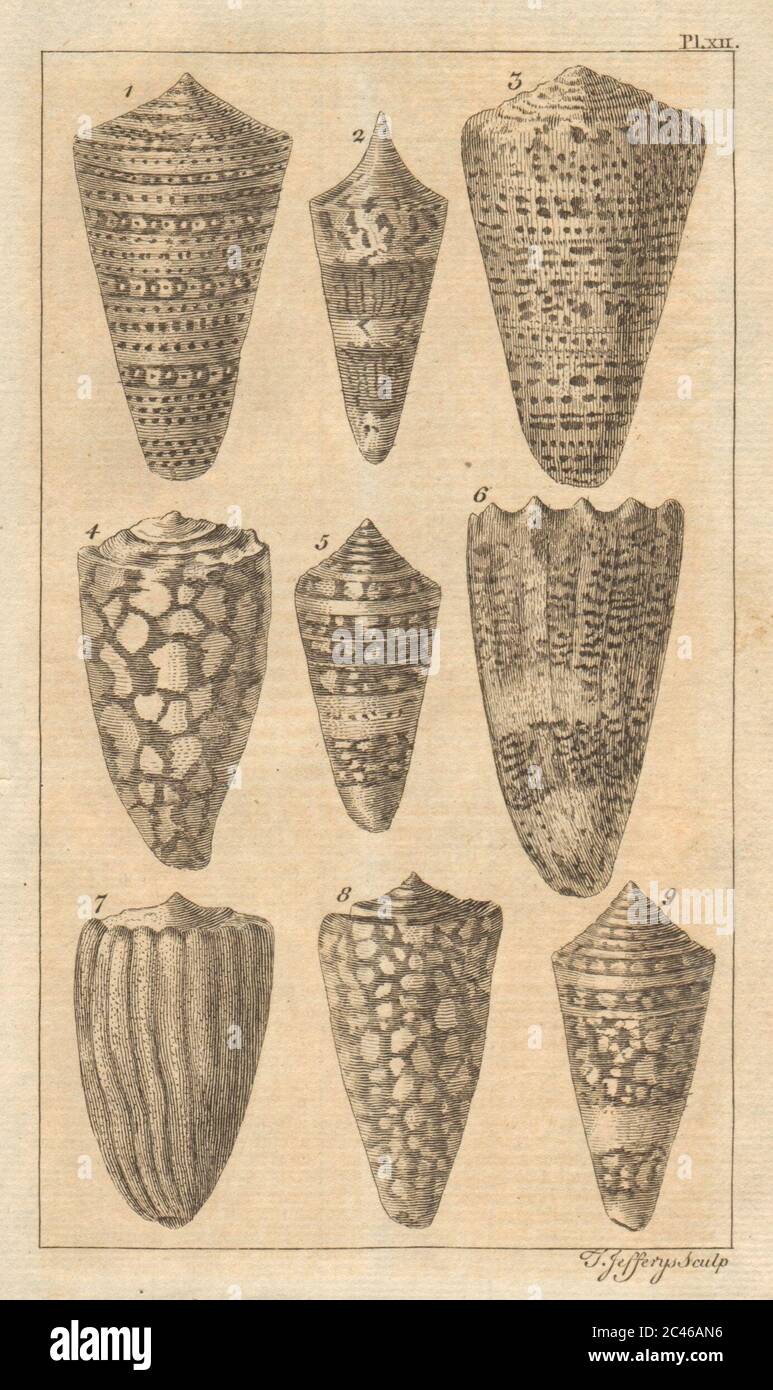 Piastra XII. Conchiglie. Molluschi. Ammiraglio. Tipo. Corona imperiale 1757 vecchia stampa Foto Stock