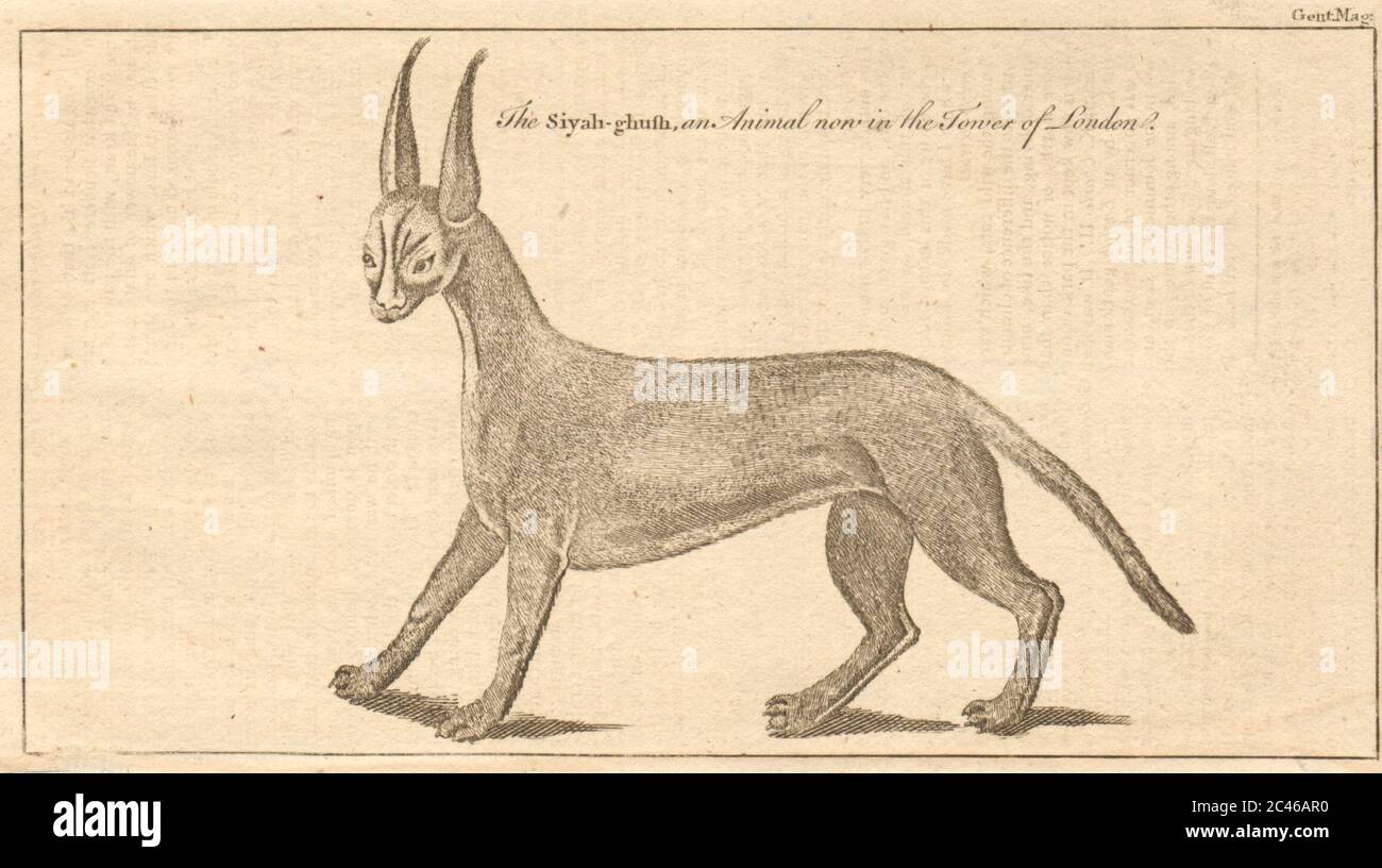 Il Siyah-ghush o Lynx, un animale ora nella Torre di Londra. CATS 1761 stampa Foto Stock