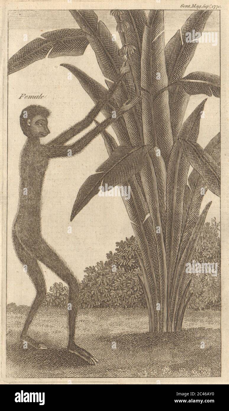 Una scimmia (il Gibbone di Buffon). Simia Lar. Mammiferi. Vecchia stampa Asia 1770 Foto Stock