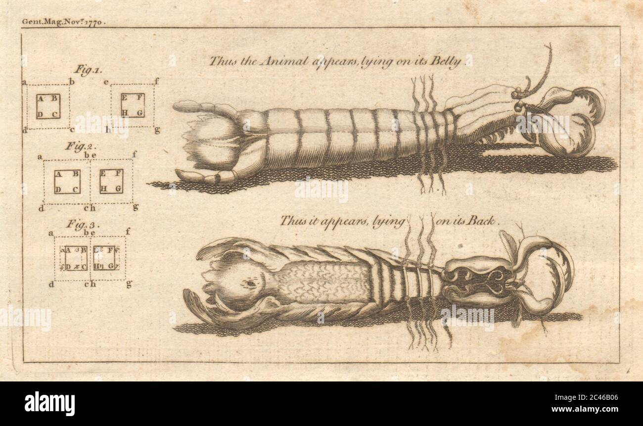 Pesce guscio aragosta gamberi. Cause di attrazione e repulsione. Crostacei 1770 Foto Stock