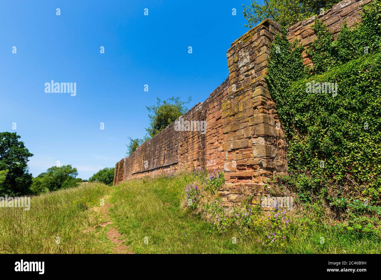 Fiori selvatici lungo la parete difensiva meridionale del castello di Kenilworth, Warwickshire, Inghilterra Foto Stock
