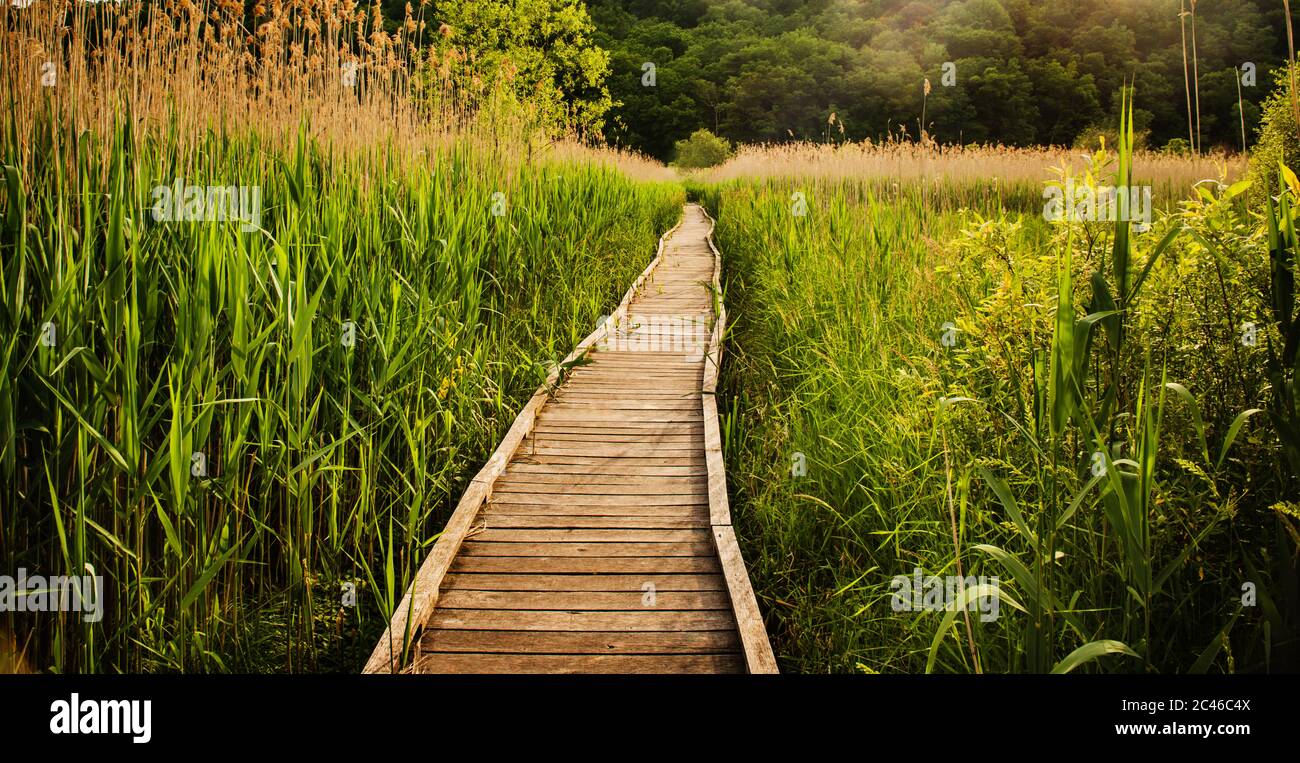 Sentiero pedonale attraverso il sentiero Appalachian Trail nello stato di New York Foto Stock