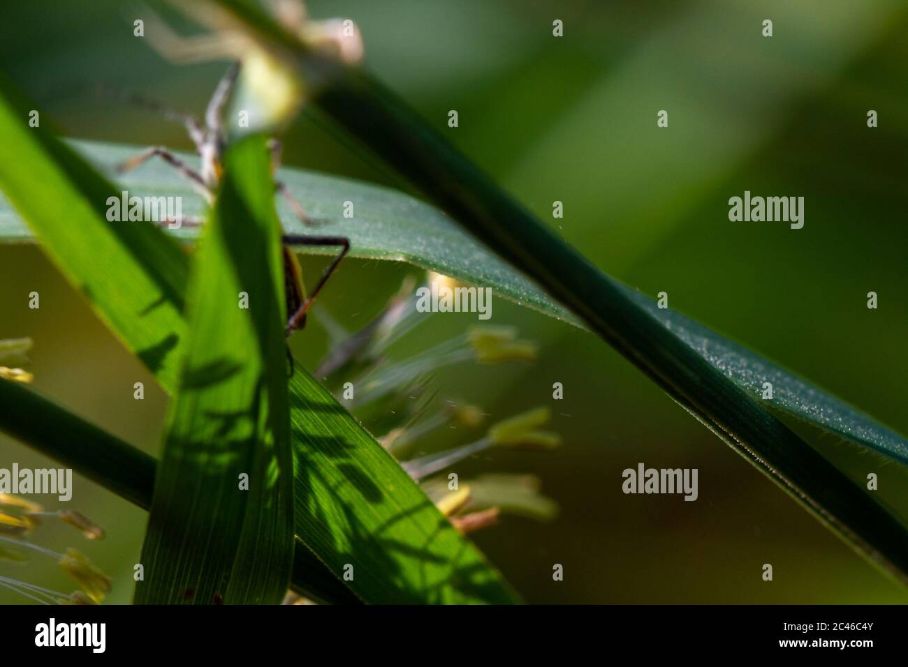 Fauna selvatica del Regno Unito: Il polline che sparge insetti in rapido movimento mentre si muove attraverso le erbe pesantemente addolorate, Regno Unito Foto Stock