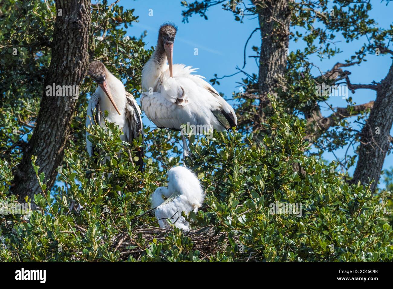 La famiglia di legno di cicogna al loro nido a St. Augustine, Florida. (STATI UNITI) Foto Stock