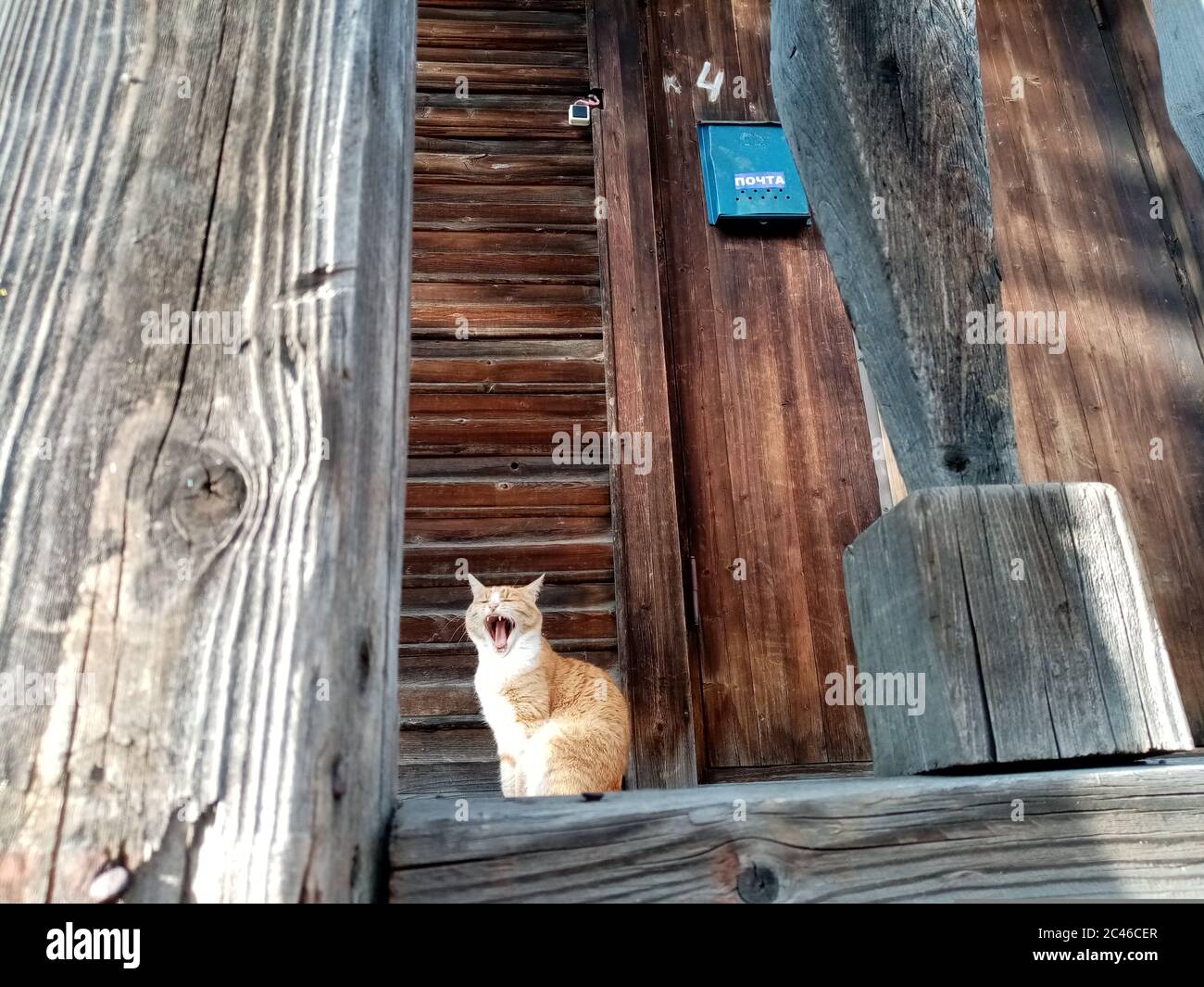 Gatto rosso sul portico di una casa di legno. Gatto felice Foto Stock