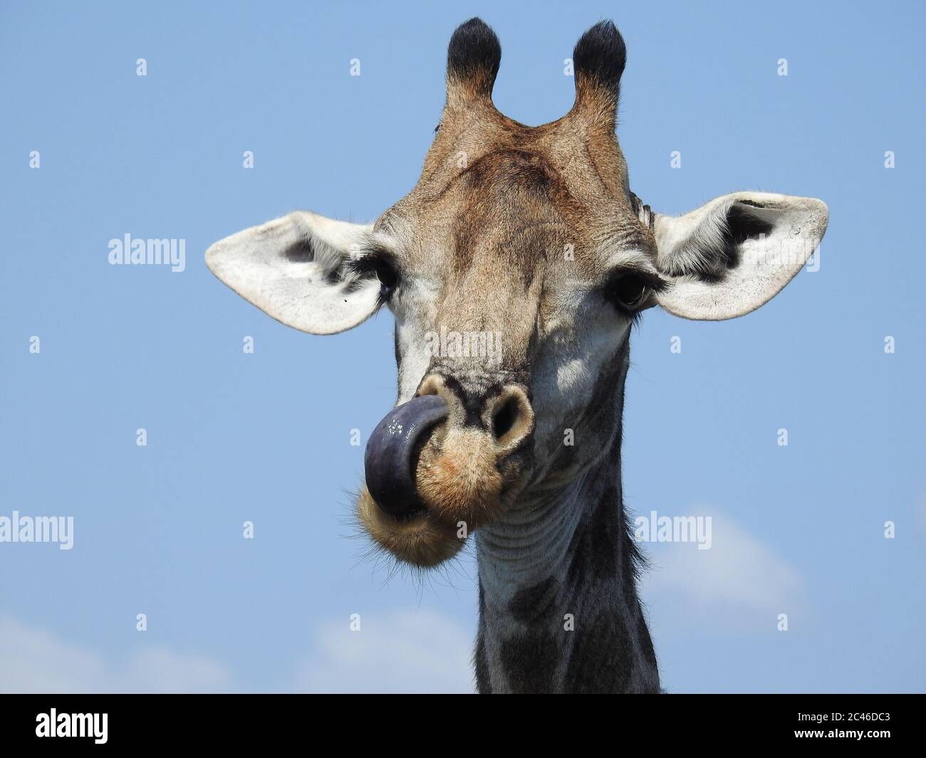 Testa di una giraffa con la lingua fuori sotto il Luce del sole di giorno nel Parco Nazionale Kruger Foto Stock