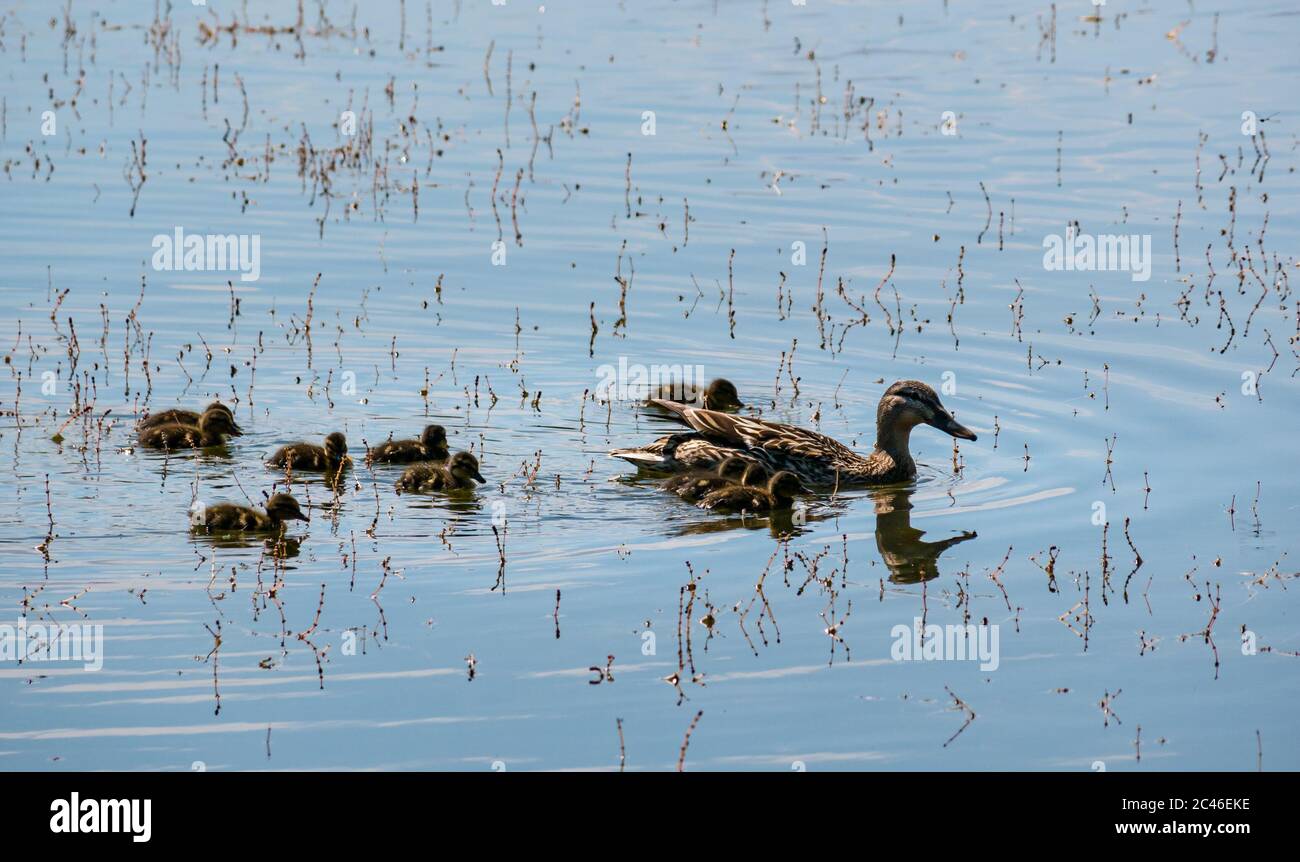 Le lagune di Musselburgh, East Lothian, Scozia, Regno Unito, 24 giugno 2020. Tempo del Regno Unito: Fauna selvatica nelle lagune durante l'onda di calore. Un'anatra femminile di mallard con anatroccoli in un vivaio Foto Stock