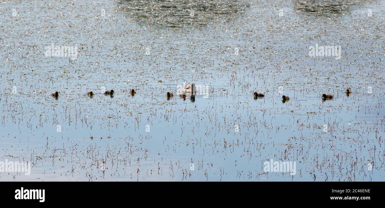 Le lagune di Musselburgh, East Lothian, Scozia, Regno Unito, 24 giugno 2020. Tempo del Regno Unito: Fauna selvatica nelle lagune durante l'onda di calore. Un'anatra femminile di mallard con anatroccoli in un vivaio Foto Stock