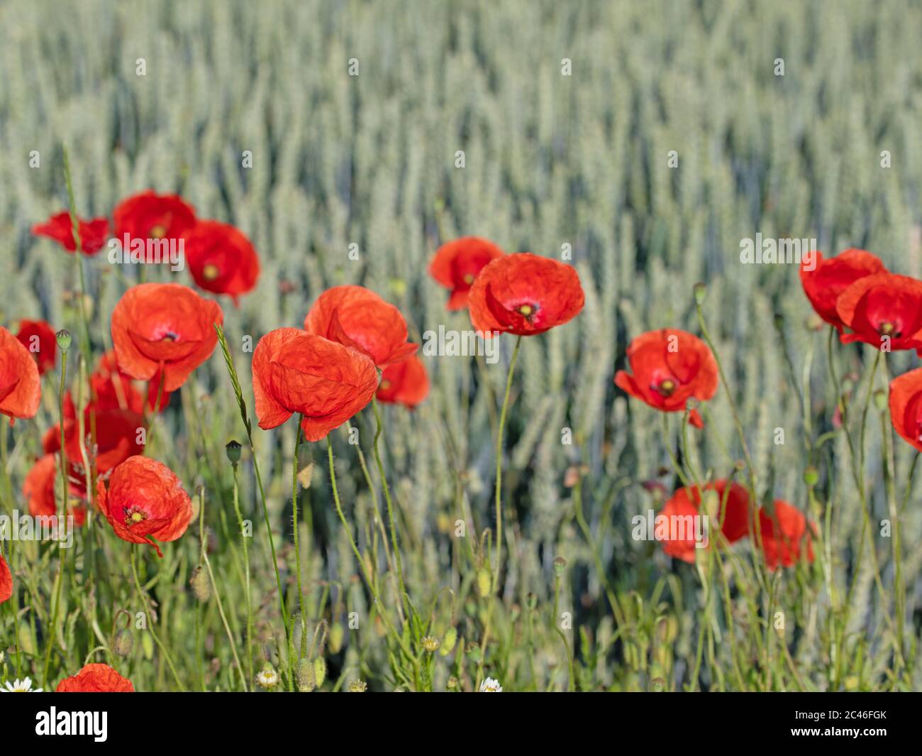 Papavero di mais rosso, rhoeas di papaver, sul bordo del campo Foto Stock