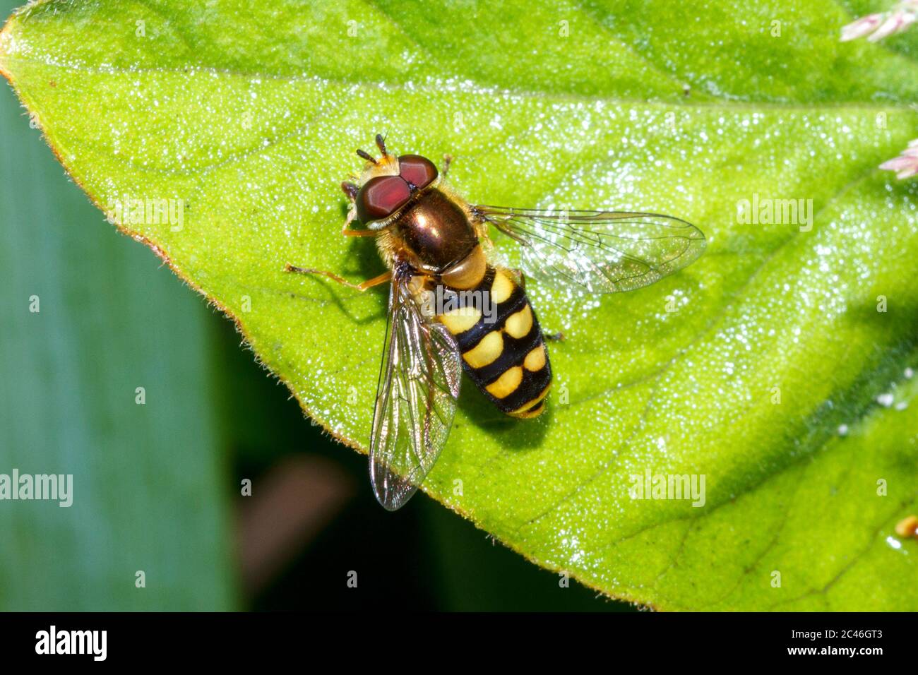 Hoverfly migrante (Eupeodes corollae) Sussex Garden, UK Foto Stock