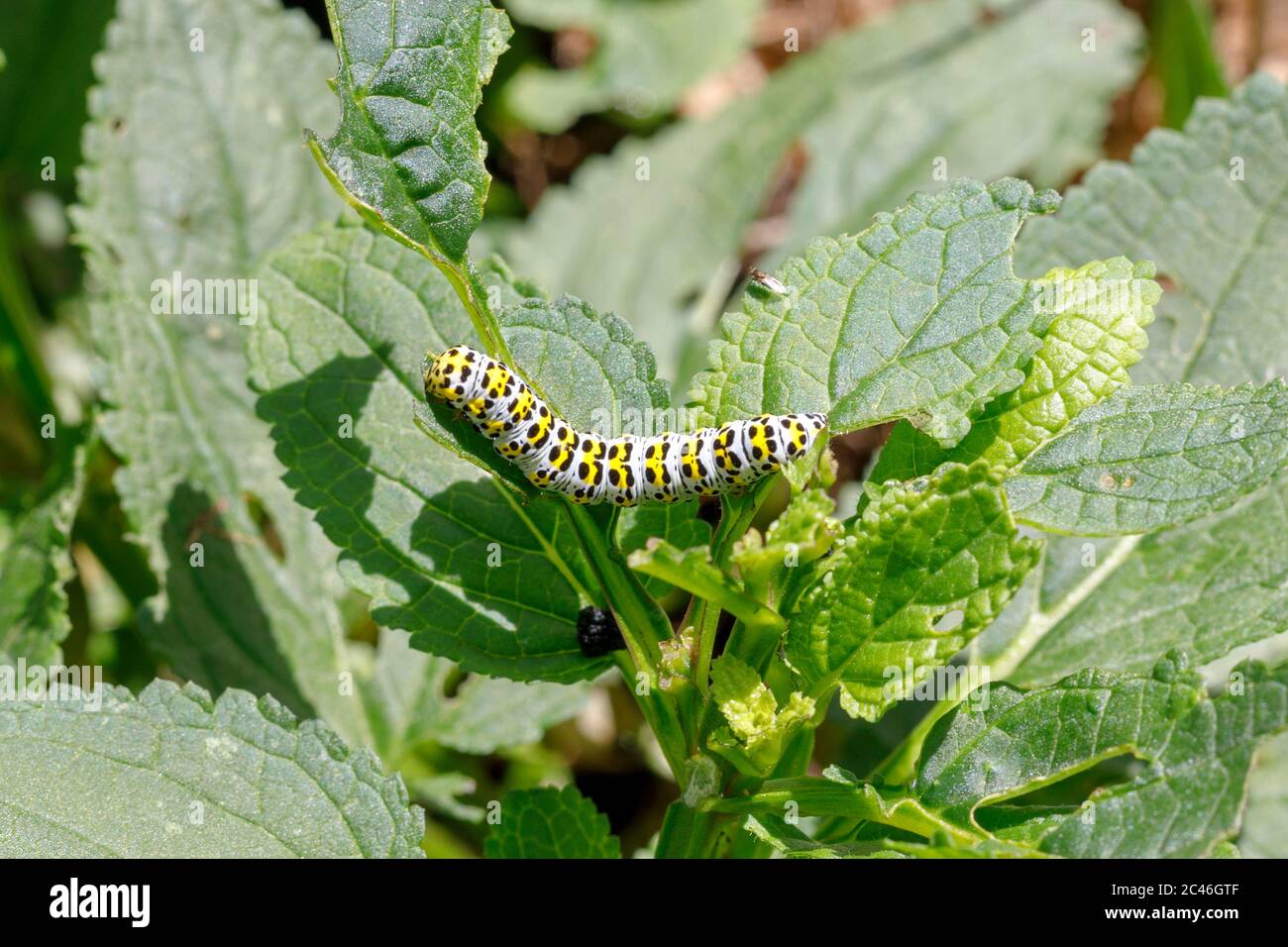 Mullein Moth caterpillar (Cucullia verbasci) giardino, Sussex, UK Foto Stock