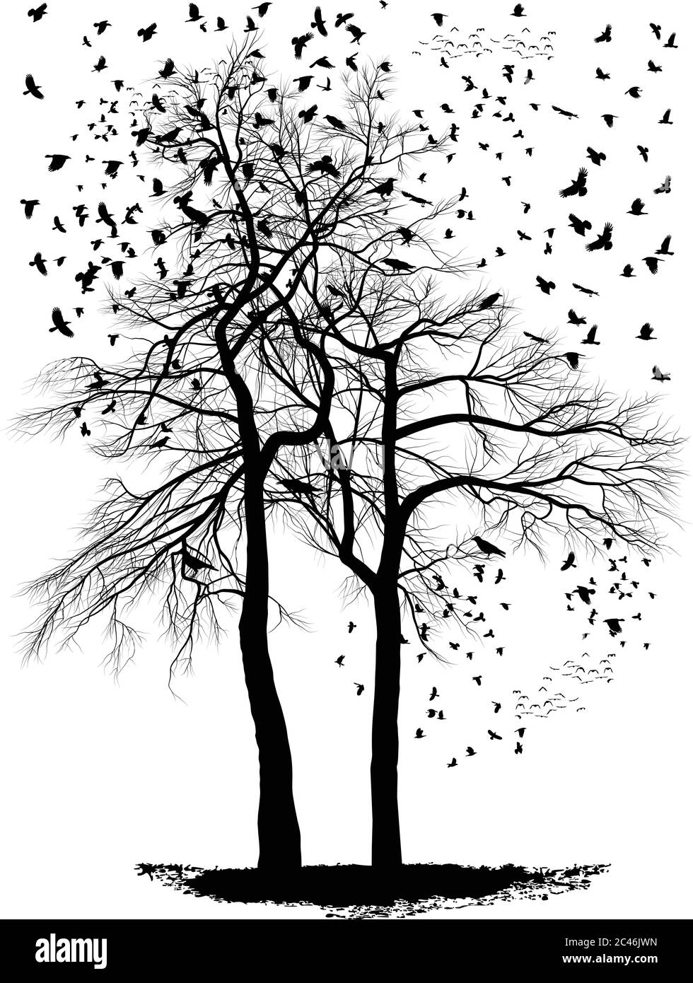 Ravens su un albero di acacia Illustrazione Vettoriale