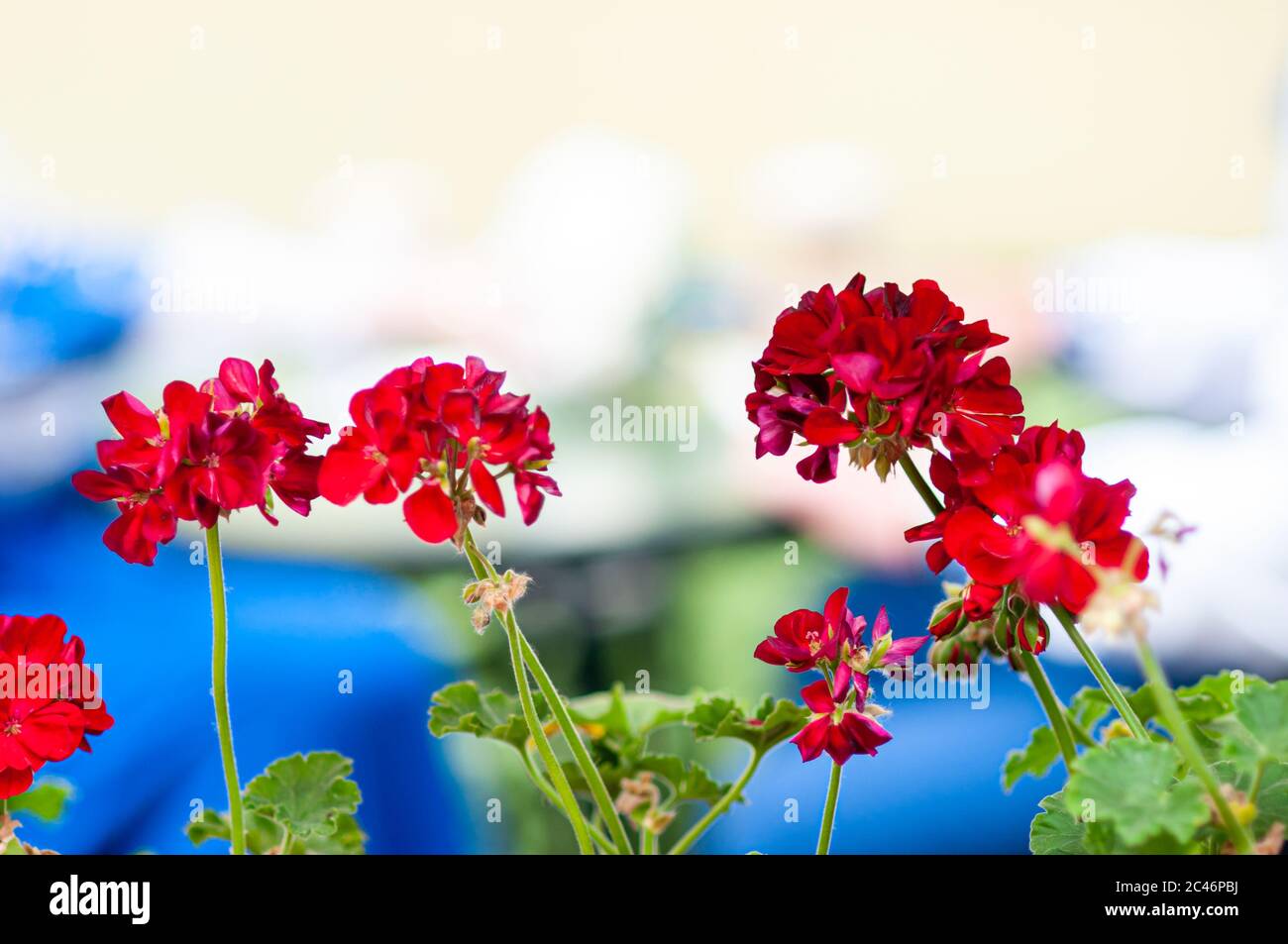 Fiori rossi con foglie verdi sullo sfondo Foto Stock