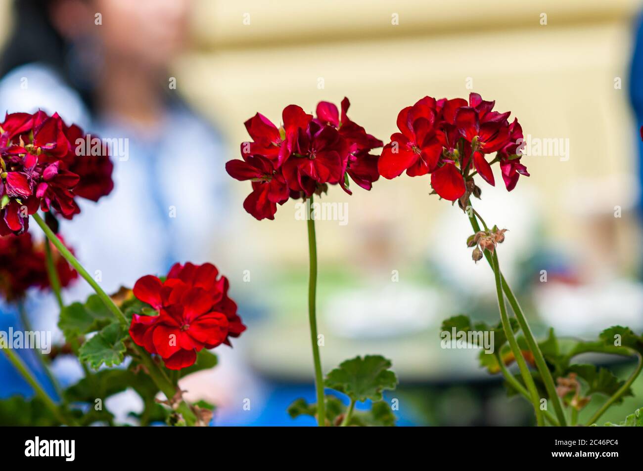 Fiori rossi con foglie verdi sullo sfondo Foto Stock