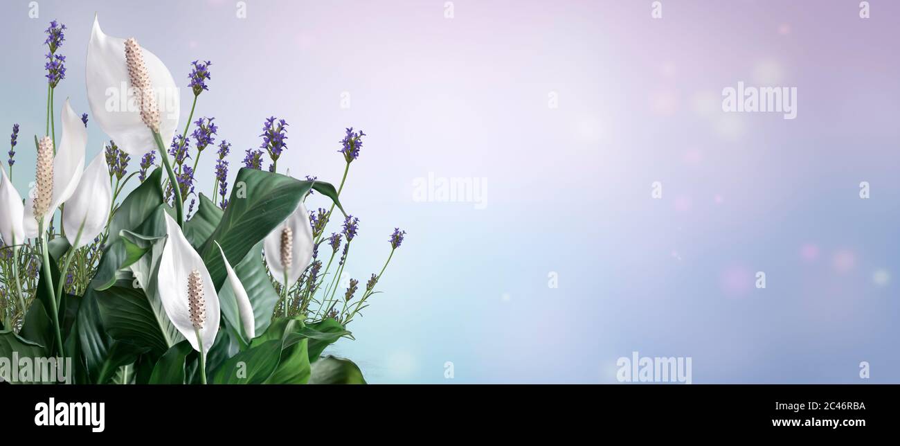 Festoso sfondo di primavera con fiori di Spathiphyllum su uno sfondo chiaro in colori pastello. Foto Stock